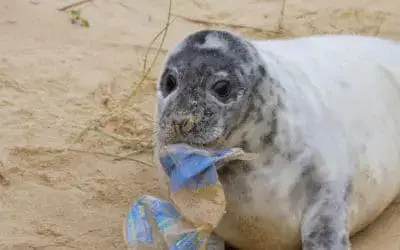 Thinking About the Planet