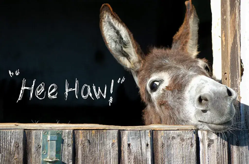 HEE-HAW – Our Fabric Display Systems