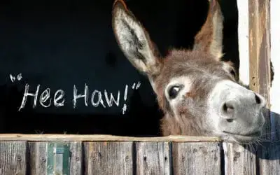 HEE-HAW – Our Fabric Display Systems